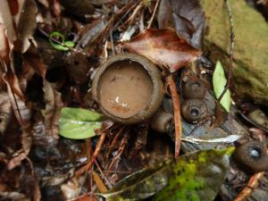 <a href="https://taieol.tw/muse/digi_object/df82843b9e28eeac5c96e91f745e0955" target="_blank">Trichaleurina tenuispora／By：nvdd033／iNaturalist</a>