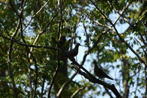 <a href="https://taieol.tw/muse/digi_object/0de35da5f630d7cbb7424e76fc5bd299" target="_blank">金背鳩／By：rururubisco／iNaturalist</a>