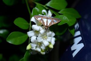 <a href="https://taieol.tw/muse/digi_object/3725c2707511a207177be27eb04218bb" target="_blank">Glyphodes bivitralis／By：rickyp／iNaturalist</a>