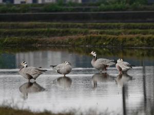 <a href="https://taieol.tw/muse/digi_object/a5e77c29b4996e6fc9f6cc8cc9f5beb9" target="_blank">斑頭雁／By：alexsu／iNaturalist</a>