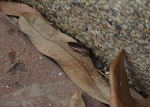 <a href="https://taieol.tw/muse/digi_object/0d6519ff7768dce569a72f1ac8bf0f6d" target="_blank">Pycnoscelus indicus／By：doggy0406／iNaturalist</a>