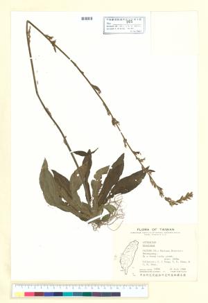 <a href="https://brmas.openmuseum.tw/muse/digi_object/a4692ec932ce01d6a3c898003db0c00a" target="_blank">鬼督郵屬／中央研究院生物多樣性研究博物館植物標本館 (HAST)</a>