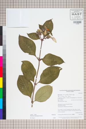 <a href="https://brmas.openmuseum.tw/muse/digi_object/a46a76a990449cae5c47c39bc1d0aea4" target="_blank">大葉玉葉金花／中央研究院生物多樣性研究博物館植物標本館 (HAST)</a>