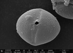 <a href="https://ntm-naturearchive.openmuseum.tw/muse/digi_object/303fe05b031acc440026d4e4d18debe4" target="_blank">皺葉煙草／國立臺灣博物館</a>
