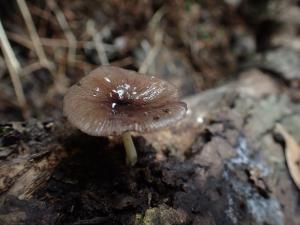 Bolbitius reticulatus(網狀糞傘)