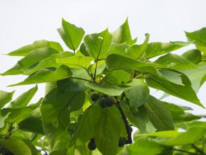 <a href="https://taieol.tw/muse/digi_object/929329859a91fb7b4c56273f1c6830cd" target="_blank">構樹／By：leaf0605／iNaturalist</a>