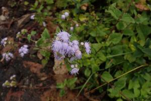 <a href="https://taieol.tw/muse/digi_object/364e8464e897ad23f7dc7ab9672771d9" target="_blank">紫花藿香薊／By：liujimfood／iNaturalist</a>
