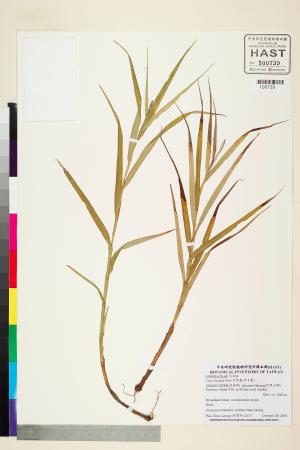 <a href="https://brmas.openmuseum.tw/muse/digi_object/a47ee50935e650c712ee2678c96d46a5" target="_blank">舌葉薹(貝舌薹)／中央研究院生物多樣性研究博物館植物標本館 (HAST)</a>