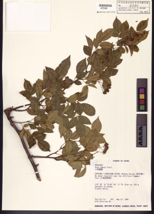 <a href="https://brmas.openmuseum.tw/muse/digi_object/a493d4f717dec7d0b7761484af29e553" target="_blank">小果薔薇／中央研究院生物多樣性研究博物館植物標本館 (HAST)</a>