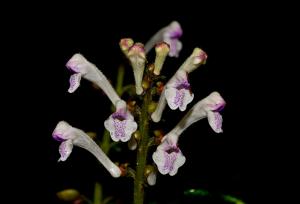 <a href="https://taieol.tw/muse/digi_object/abedb672cc9545104c313f1c37ecf46a" target="_blank">臺灣黃芩／By：copyboy／iNaturalist</a>