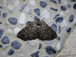 <a href="https://taieol.tw/muse/digi_object/919f5ecd2e6f23a5cad90a8b8584f9f7" target="_blank">Anectropis fumigata／By：Hsiengan Huang／臺灣物種名錄(TaiCOL)</a>