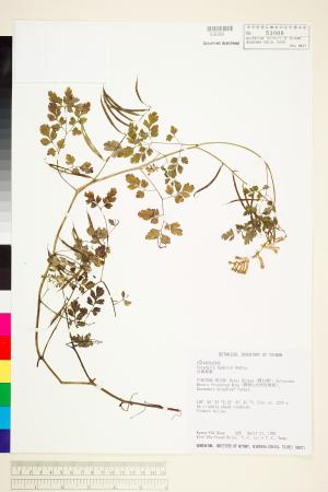 <a href="https://brmas.openmuseum.tw/muse/digi_object/a4a03671a128c764bab3f21ad9f688ff" target="_blank">台灣黃菫／中央研究院生物多樣性研究博物館植物標本館 (HAST)</a>