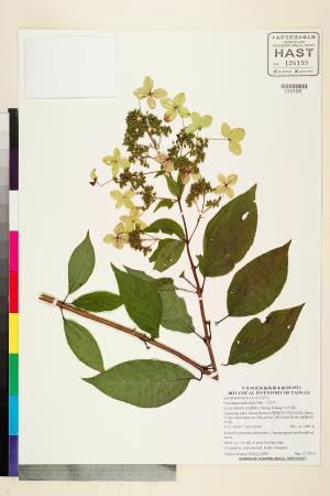 <a href="https://brmas.openmuseum.tw/muse/digi_object/a4ae8130a9fbd8cca732e0e3134076fe" target="_blank">水亞木／中央研究院生物多樣性研究博物館植物標本館 (HAST)</a>