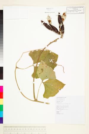<a href="https://brmas.openmuseum.tw/muse/digi_object/a4b6cd87a730a7d9d2917f516cc6224f" target="_blank">豆薯／中央研究院生物多樣性研究博物館植物標本館 (HAST)</a>
