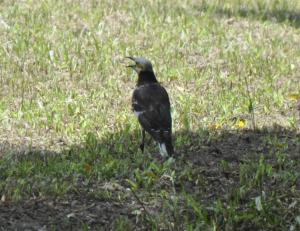 <a href="https://taieol.tw/muse/digi_object/6d8fdf6452f6e270dc39dbac1abf51d8" target="_blank">黑領椋鳥／By：rickyp／iNaturalist</a>