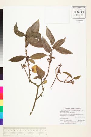<a href="https://brmas.openmuseum.tw/muse/digi_object/a4ba3e28bb19875d98b0e757261498bc" target="_blank">狗骨仔／中央研究院生物多樣性研究博物館植物標本館 (HAST)</a>