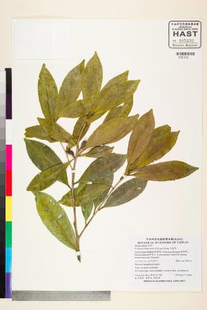 <a href="https://brmas.openmuseum.tw/muse/digi_object/a4e732dcfd86f92e2885919891a83158" target="_blank">烏皮茶／中央研究院生物多樣性研究博物館植物標本館 (HAST)</a>