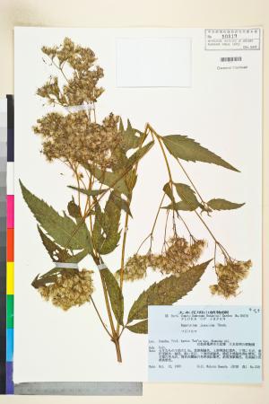 <a href="https://brmas.openmuseum.tw/muse/digi_object/a4e97dc0f0175040f46afd4a645d8391" target="_blank">假澤蘭／中央研究院生物多樣性研究博物館植物標本館 (HAST)</a>