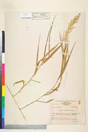 <a href="https://brmas.openmuseum.tw/muse/digi_object/a4f04313ec466bebaee96caa47a115b3" target="_blank">台灣蘆竹／中央研究院生物多樣性研究博物館植物標本館 (HAST)</a>