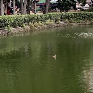 <a href="https://taieol.tw/muse/digi_object/1d36cc87e55df6822d0206f0c9571c96" target="_blank">小鸊鷉／By：stonestone／iNaturalist</a>