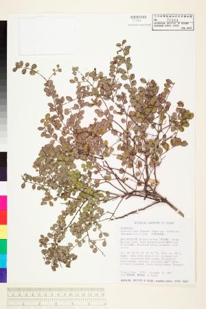 <a href="https://brmas.openmuseum.tw/muse/digi_object/a4f417396c8b618a1ab05191ac16275b" target="_blank">台灣雀梅藤／中央研究院生物多樣性研究博物館植物標本館 (HAST)</a>