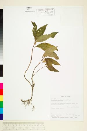 <a href="https://brmas.openmuseum.tw/muse/digi_object/a4f5c62af4175bfa473973840d8681b1" target="_blank">短柄舞子草(雞腳草)／中央研究院生物多樣性研究博物館植物標本館 (HAST)</a>