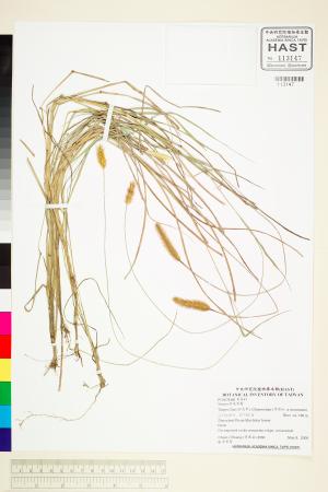 <a href="https://brmas.openmuseum.tw/muse/digi_object/a5141355adc5ddedc49eca74921a0835" target="_blank">狗尾草屬／中央研究院生物多樣性研究博物館植物標本館 (HAST)</a>