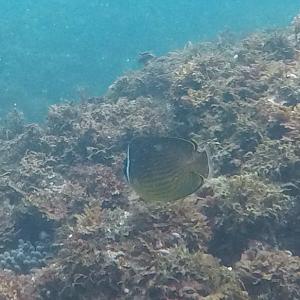 <a href="https://taieol.tw/muse/digi_object/27737aba7edf7f5351902578a89d8fd4" target="_blank">耳帶蝴蝶魚／By：jeromeko／iNaturalist</a>