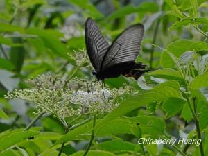 <a href="https://taieol.tw/muse/digi_object/8f60d9a8926a4b9168fac8272850e88f" target="_blank">穹翠鳳蝶／By：chinaberryhuang／iNaturalist</a>