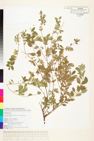 <a href="https://brmas.openmuseum.tw/muse/digi_object/a54194ef81faebc36c870a0ed81f551f" target="_blank">笑靨花／中央研究院生物多樣性研究博物館植物標本館 (HAST)</a>