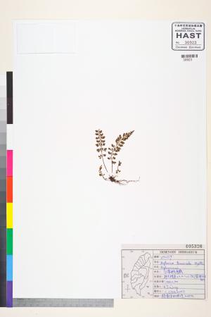 <a href="https://brmas.openmuseum.tw/muse/digi_object/a54b89f285edb60ded9fd2c186140a5b" target="_blank">小葉鐵角蕨／中央研究院生物多樣性研究博物館植物標本館 (HAST)</a>