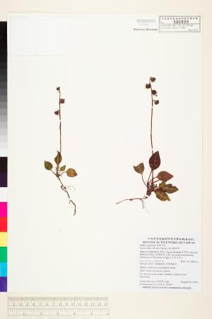 <a href="https://brmas.openmuseum.tw/muse/digi_object/a54cdd91eaed488c3f5e167c2f4f4c0c" target="_blank">斑紋鹿蹄草／中央研究院生物多樣性研究博物館植物標本館 (HAST)</a>