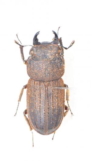 Dorcus taiwanicus 銹鍬形蟲