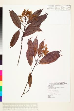 <a href="https://brmas.openmuseum.tw/muse/digi_object/a55977c1ed5d3dbce19a2c8ff227f204" target="_blank">毛瓣石楠／中央研究院生物多樣性研究博物館植物標本館 (HAST)</a>