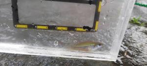 <a href="https://taieol.tw/muse/digi_object/a39063dfb776b9288b9d900555be49e7" target="_blank">劍尾魚／By：maxhsieh／iNaturalist</a>