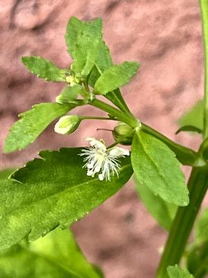 <a href="https://taieol.tw/muse/digi_object/007b0138620989c866b0b0237d2b65ec" target="_blank">野甘草／By：yamon／iNaturalist</a>