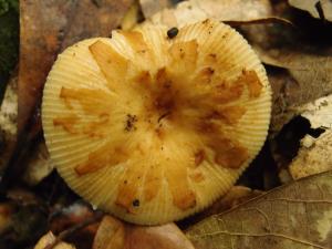 Russula senecis(點柄黃紅菇)