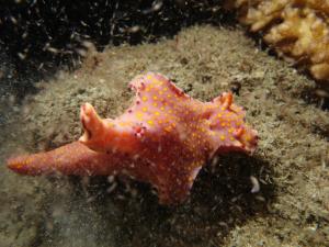 DSC09180 Ceratosoma trilobatum