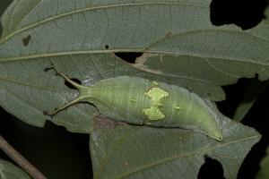 20091001_347115_Helcyra superba takamukui_l.jpg