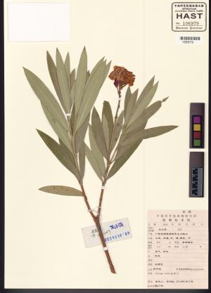 <a href="https://brmas.openmuseum.tw/muse/digi_object/a59f78b5591b6230127fe39a0e1881d6" target="_blank">夾竹桃／中央研究院生物多樣性研究博物館植物標本館 (HAST)</a>