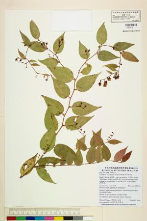 <a href="https://brmas.openmuseum.tw/muse/digi_object/a5ab0eb9fdc077aa74cd8c4a0374b8d5" target="_blank">白珠樹(冬青油樹)／中央研究院生物多樣性研究博物館植物標本館 (HAST)</a>