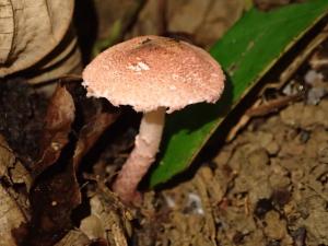 Cystolepiota moelleri(莫勒囊小傘)