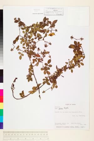 <a href="https://brmas.openmuseum.tw/muse/digi_object/a5ba1831c956967d4060009cb0ee3a72" target="_blank">太魯閣薔薇／中央研究院生物多樣性研究博物館植物標本館 (HAST)</a>