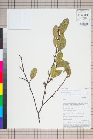 <a href="https://brmas.openmuseum.tw/muse/digi_object/a5dbc6719a81d07d545ee1c978e39fd8" target="_blank">珍珠蓮／中央研究院生物多樣性研究博物館植物標本館 (HAST)</a>