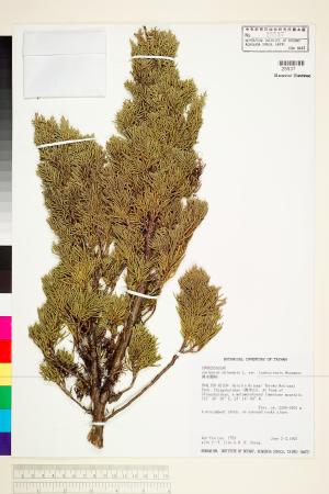 <a href="https://brmas.openmuseum.tw/muse/digi_object/a5ea6b70581a32e94c2173207ffe4be5" target="_blank">清水圓柏／中央研究院生物多樣性研究博物館植物標本館 (HAST)</a>
