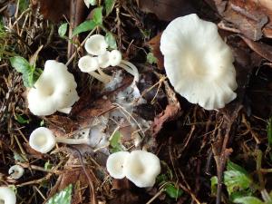 Singerocybe humilis(薄囊泡杯傘)