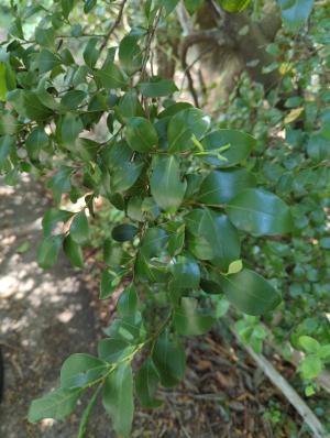 <a href="https://taieol.tw/muse/digi_object/bccecb6ce3ef869a7c61bf5878c83549" target="_blank">內苳子／By：jidy／iNaturalist</a>