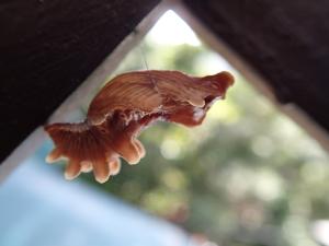 <a href="https://taieol.tw/muse/digi_object/fe6e7fac02419b5debf4a4e3dea35a47" target="_blank">紅珠鳳蝶／By：chonhang／iNaturalist</a>