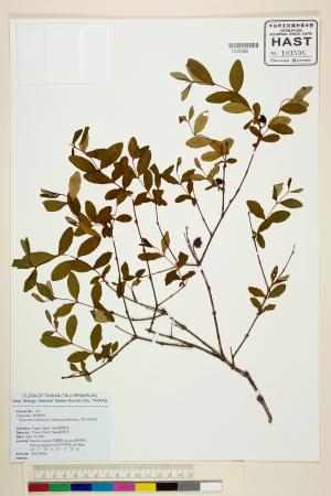 <a href="https://brmas.openmuseum.tw/muse/digi_object/a62e84a3b33062d410a0bb82e855f49b" target="_blank">清水金絲桃／中央研究院生物多樣性研究博物館植物標本館 (HAST)</a>