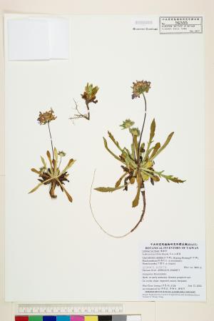<a href="https://brmas.openmuseum.tw/muse/digi_object/a64770c340a6f276607aafc0116d3ef7" target="_blank">玉山山蘿蔔／中央研究院生物多樣性研究博物館植物標本館 (HAST)</a>